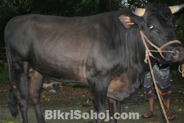 কোরবানির গরু (COW)